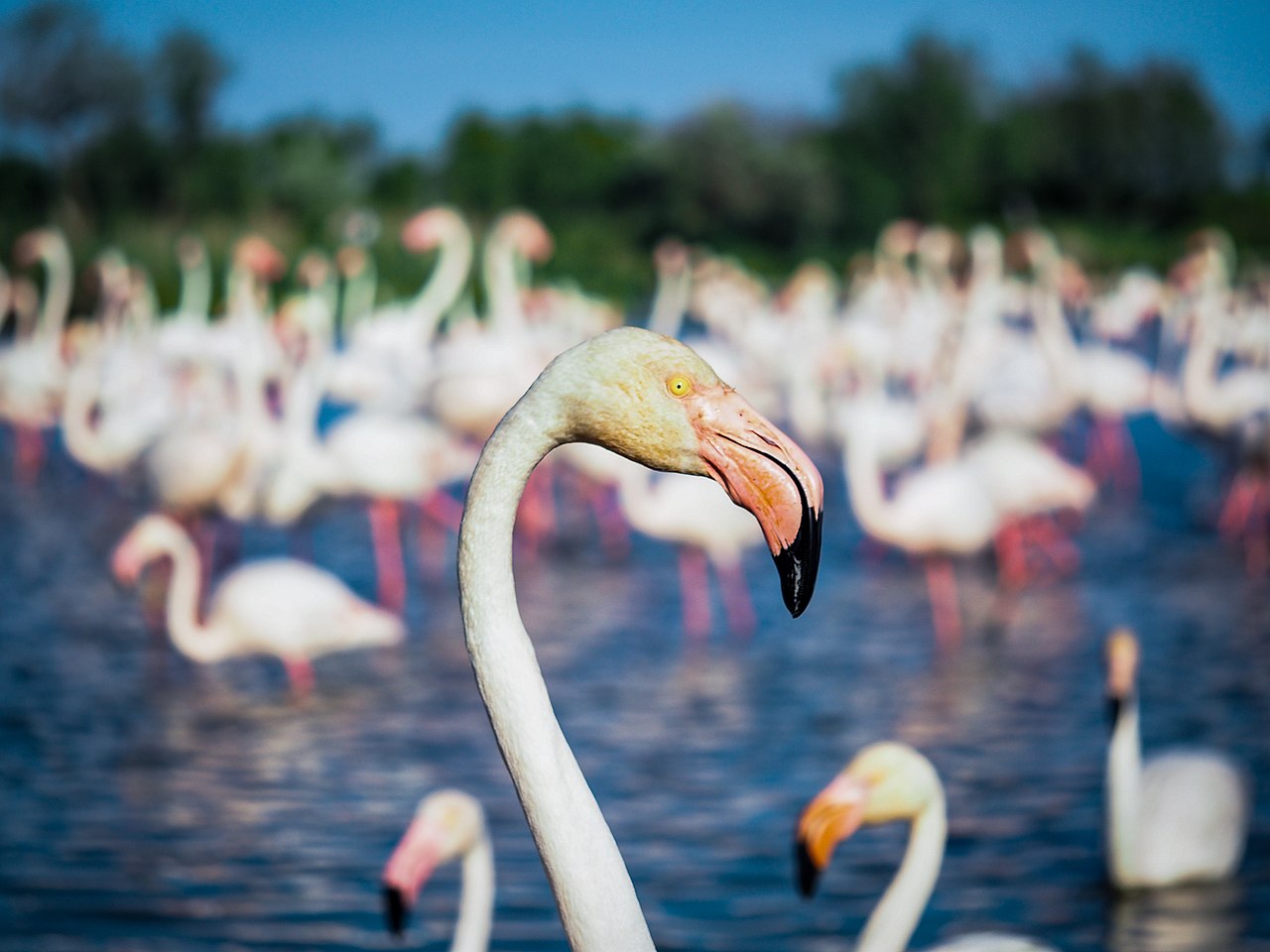 Camargue