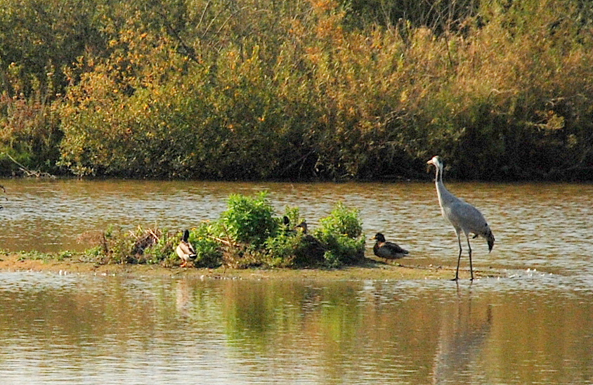 Parc du Marquenterre