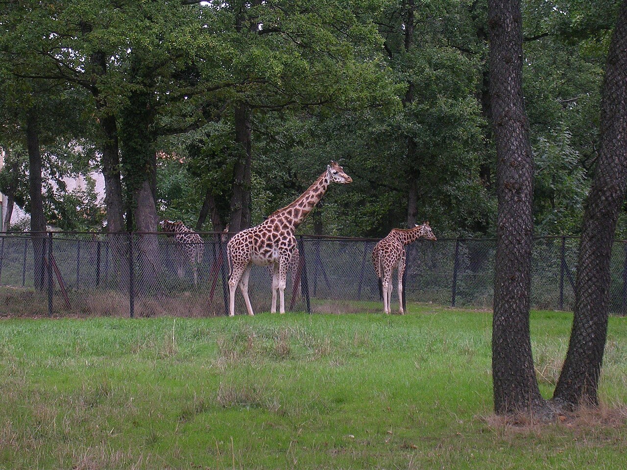 Safari de Peaugres